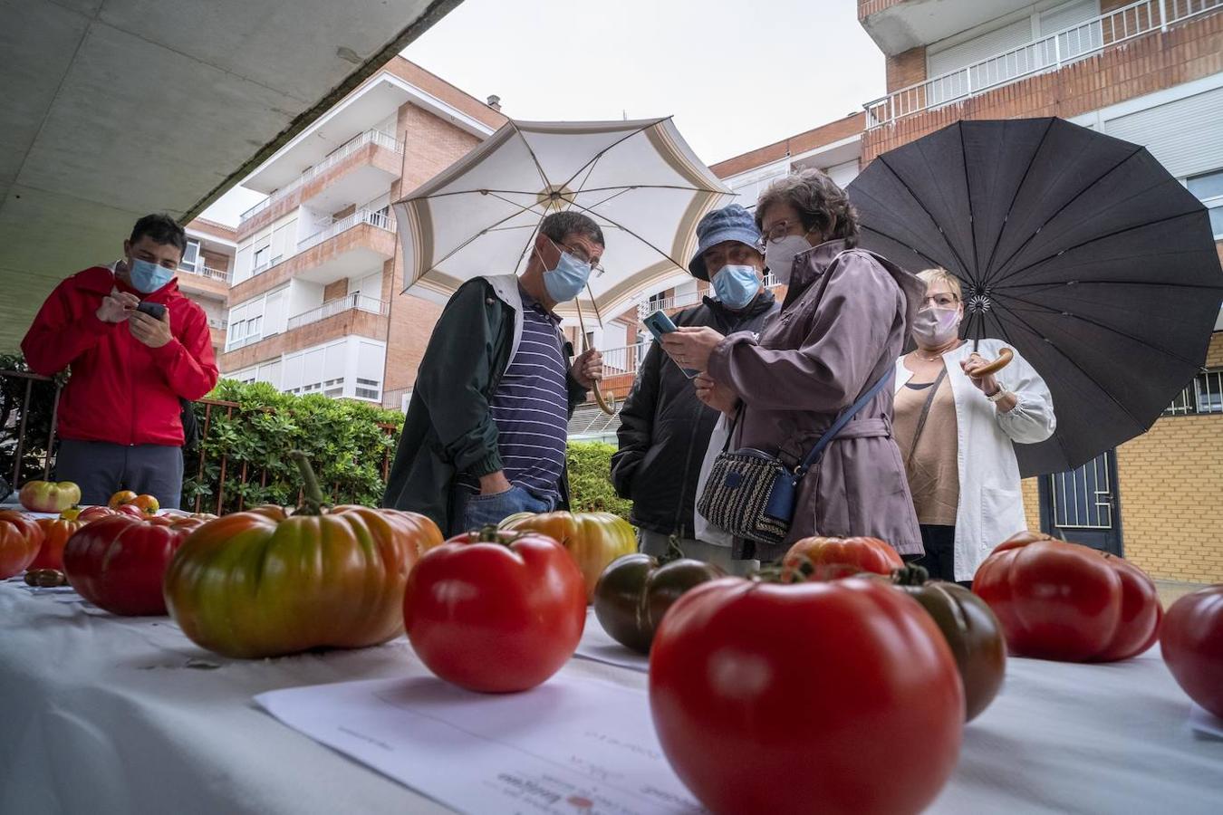 Bezana celebró, a pesar de la lluvia, la II Feria Nacional del Tomate Antiguo, que incluyó talleres, charlas y mercado ecológico de proximidad, entre otras actividades. Los periodistas David Remartínez y Pedro Vallín fueron nombrados 'Tomatero mayor'.