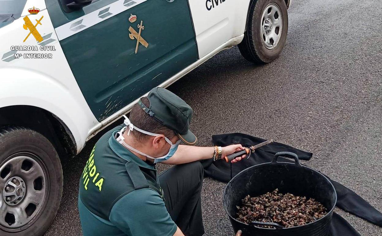 Parte de los percebes intervenidos.