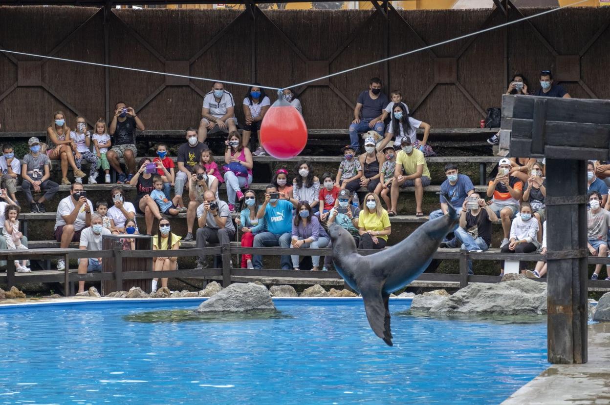 El Parque de la Naturaleza de Cabárceno volvió a exhibir su musculatura turística en un mes de agosto espectacular. 