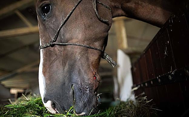 Caballo atacado, con una herida en la cabeza.