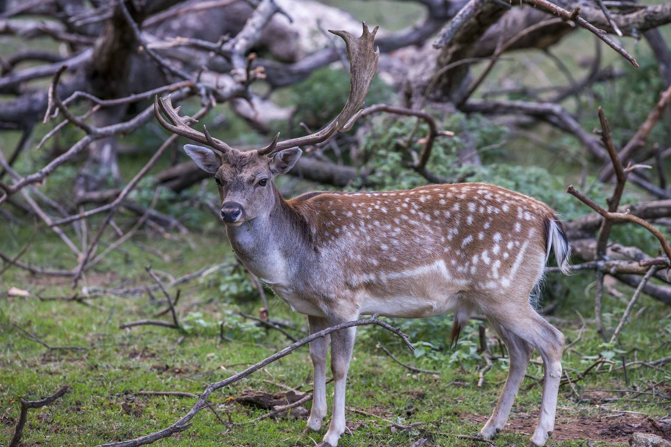 Imágenes de una visita nocturna al Parque de la Naturaleza de Cabárceno, una experiencia que se pone en marcha coincidiendo con el periodo en el que se producen la berrea y la ronca.