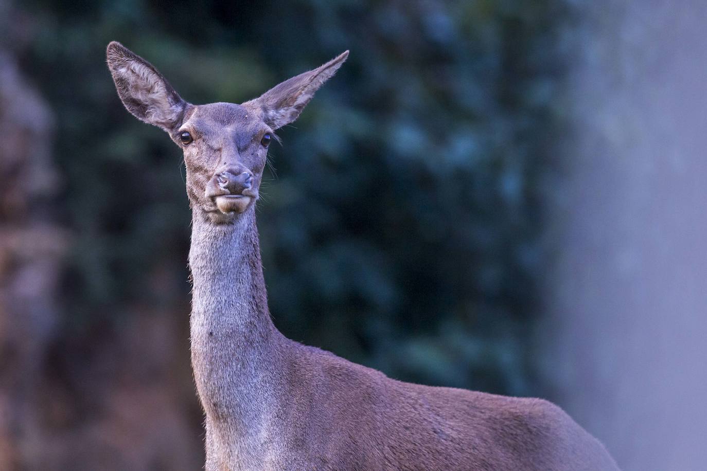 Imágenes de una visita nocturna al Parque de la Naturaleza de Cabárceno, una experiencia que se pone en marcha coincidiendo con el periodo en el que se producen la berrea y la ronca.