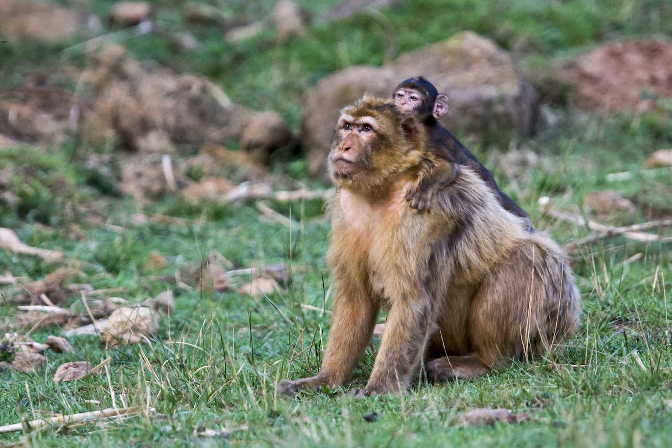 Imágenes de una visita nocturna al Parque de la Naturaleza de Cabárceno, una experiencia que se pone en marcha coincidiendo con el periodo en el que se producen la berrea y la ronca.