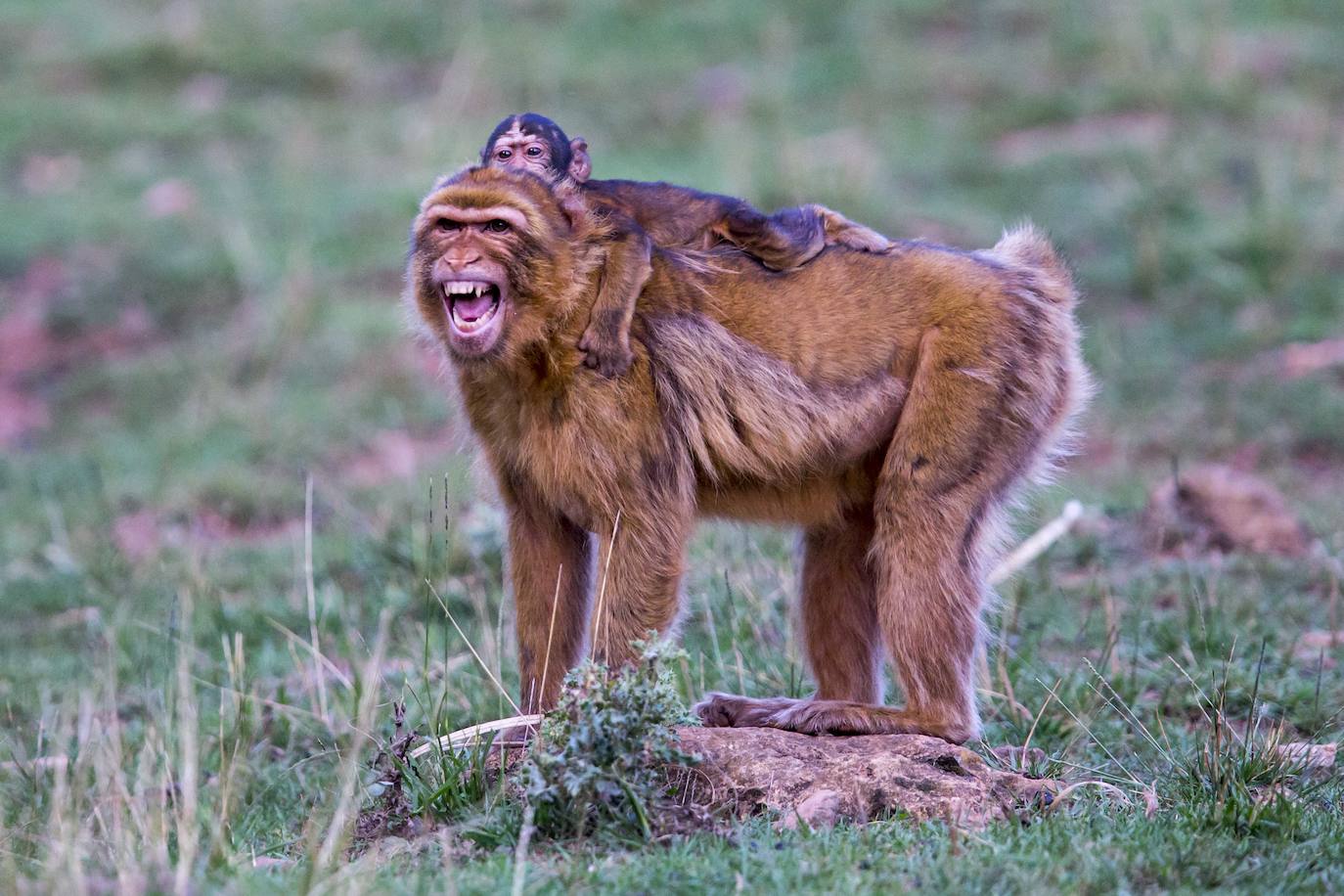 Imágenes de una visita nocturna al Parque de la Naturaleza de Cabárceno, una experiencia que se pone en marcha coincidiendo con el periodo en el que se producen la berrea y la ronca.