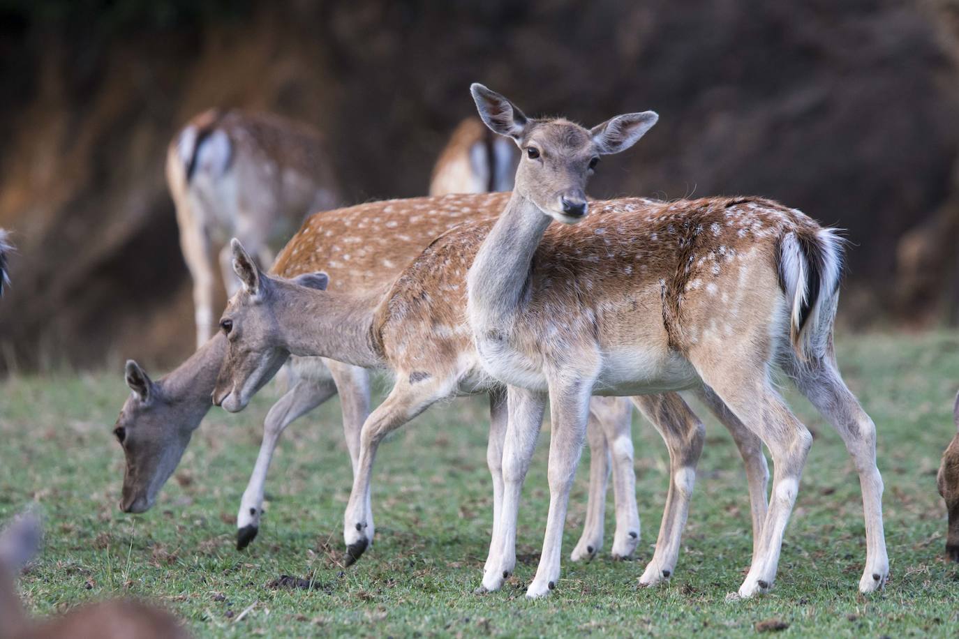 Imágenes de una visita nocturna al Parque de la Naturaleza de Cabárceno, una experiencia que se pone en marcha coincidiendo con el periodo en el que se producen la berrea y la ronca.