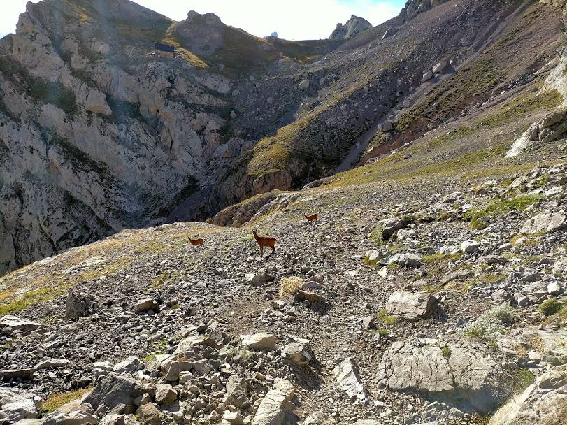 Bajada desde el Pico La Palanca en el macizo central de Picos de Europa. Foto: Diego Argüelles