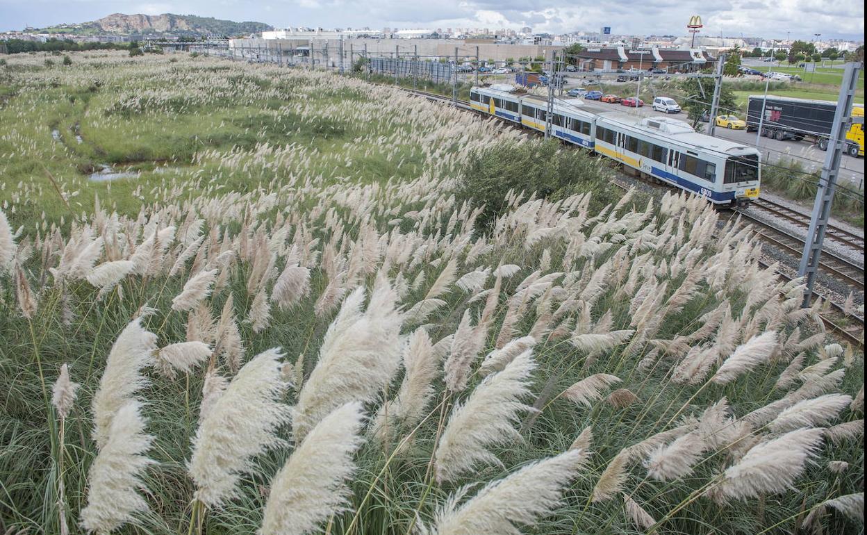 Invasión de plumeros en Maliaño.