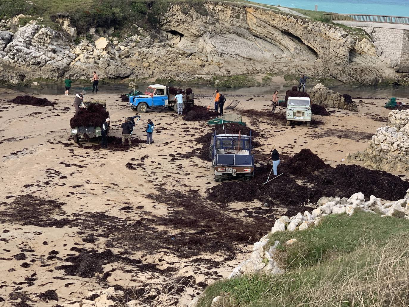 Muchas playas de Cantabria han amanecido este domingo con sus orillas teñidas del rojo de la caloca. La mala mar de estos días ha sacado estas algas del fondo marino, que han emergido formando montañas al borde del mar. Comienzan a verse cuadrillas extrayendo la caloca a paladas. Son los 'caloqueros', que, a la par que se ganan la vida secando y vendiendo estas algas, realizan una labor de limpieza de las playas. En estas imágenes, caloqueros trabajando en la Virgen del Mar y la playa de El Camello invadida de caloca.