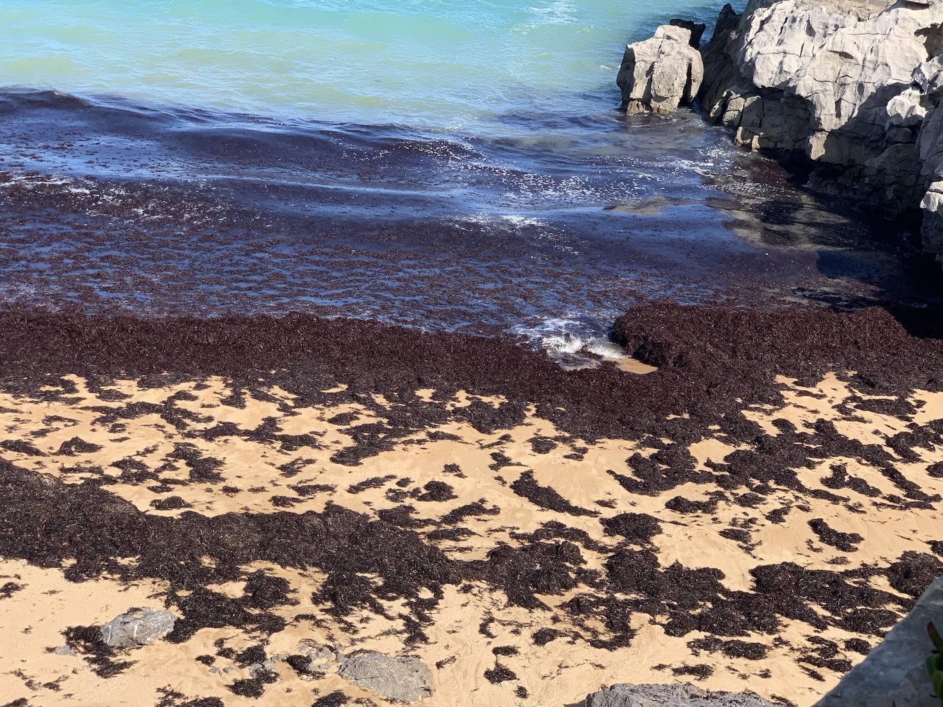 Muchas playas de Cantabria han amanecido este domingo con sus orillas teñidas del rojo de la caloca. La mala mar de estos días ha sacado estas algas del fondo marino, que han emergido formando montañas al borde del mar. Comienzan a verse cuadrillas extrayendo la caloca a paladas. Son los 'caloqueros', que, a la par que se ganan la vida secando y vendiendo estas algas, realizan una labor de limpieza de las playas. En estas imágenes, caloqueros trabajando en la Virgen del Mar y la playa de El Camello invadida de caloca.