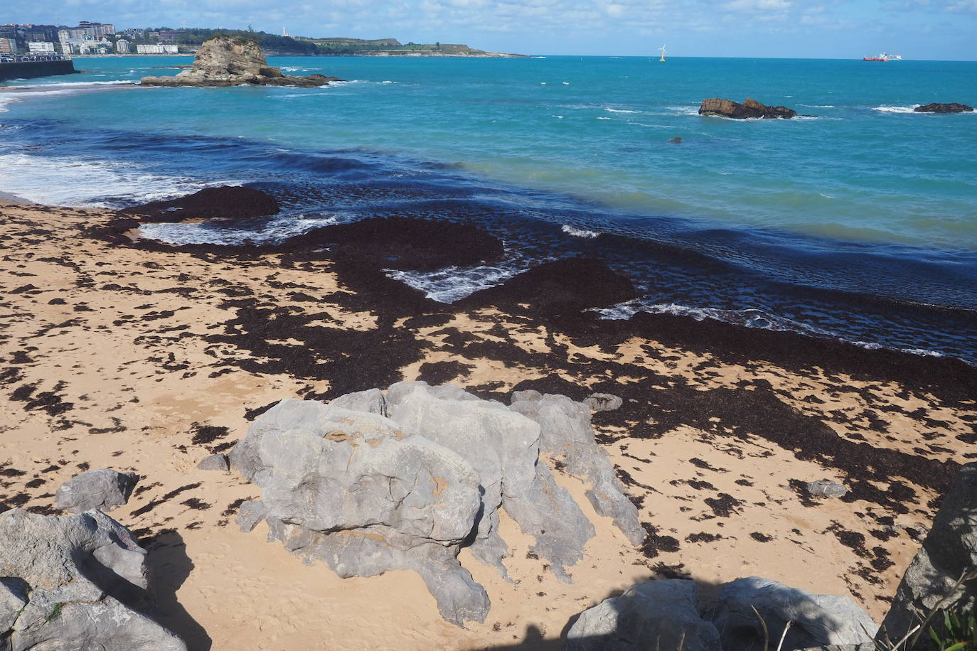 Muchas playas de Cantabria han amanecido este domingo con sus orillas teñidas del rojo de la caloca. La mala mar de estos días ha sacado estas algas del fondo marino, que han emergido formando montañas al borde del mar. Comienzan a verse cuadrillas extrayendo la caloca a paladas. Son los 'caloqueros', que, a la par que se ganan la vida secando y vendiendo estas algas, realizan una labor de limpieza de las playas. En estas imágenes, caloqueros trabajando en la Virgen del Mar y la playa de El Camello invadida de caloca.