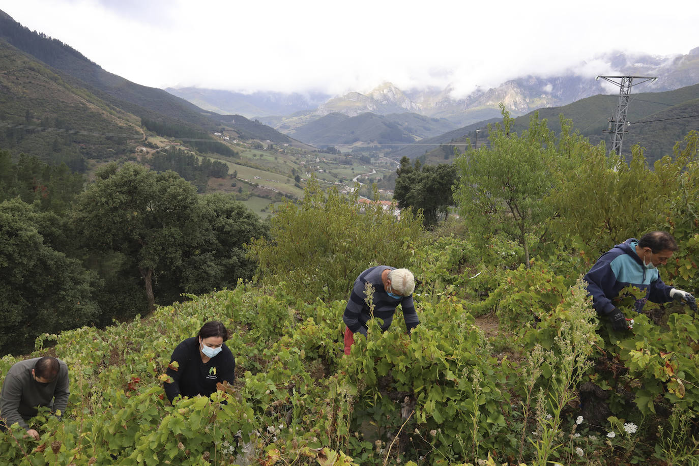 Familiares y amigos de la empresa Los Camachos en la viña de Las Adras (Potes).