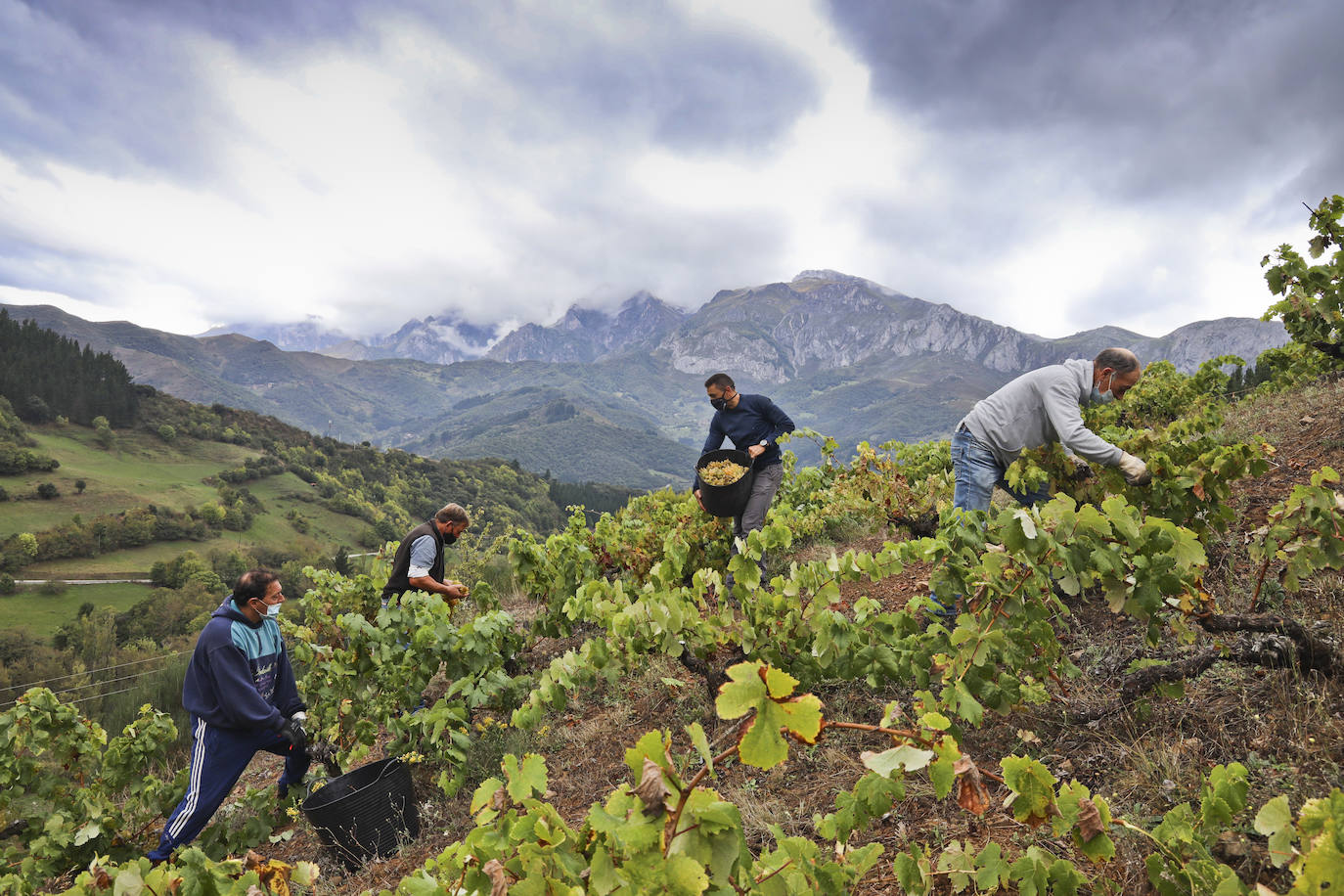 Los Camachos, en la Viña de Bedoya