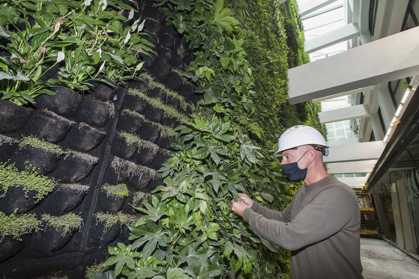 El centro cívico Castilla- Hermida acoge en una de sus paredes el mural vegetal más grande de Europa, con 558 metros cuadrados de superficie