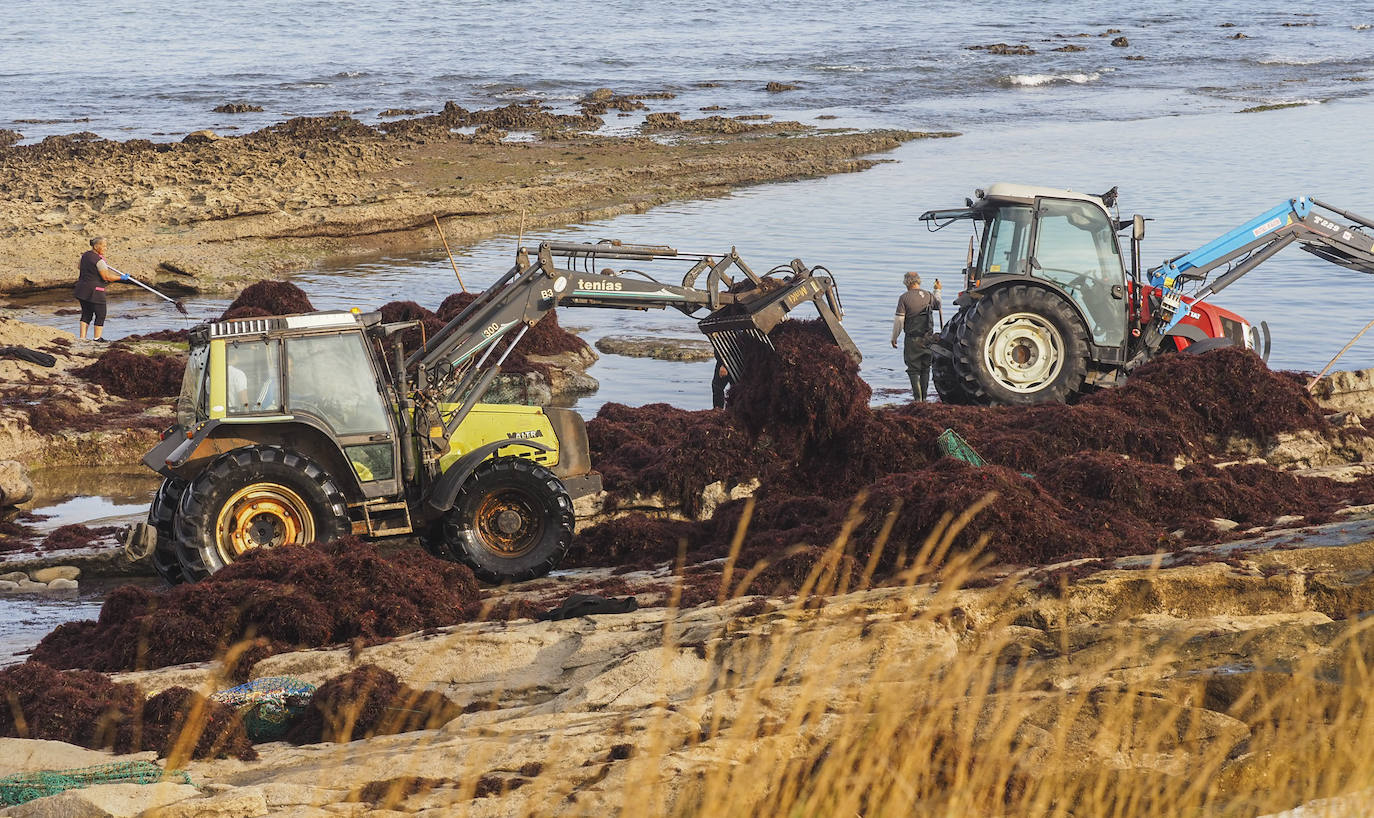 Los recolectores del 'oro rojo del mar' vuelven a enfrentarse, un año más, a unas condiciones de trabajo «que no vemos justamente recompensadas»