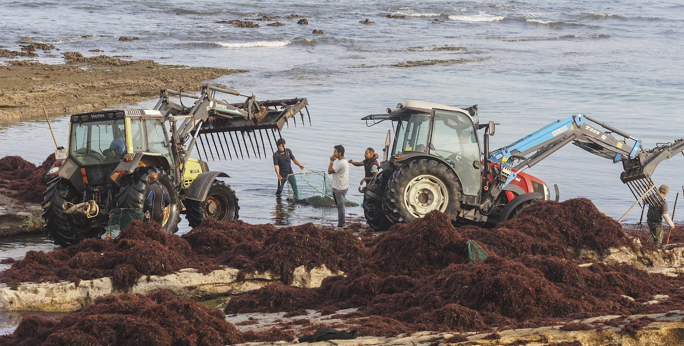 Los recolectores del 'oro rojo del mar' vuelven a enfrentarse, un año más, a unas condiciones de trabajo «que no vemos justamente recompensadas»