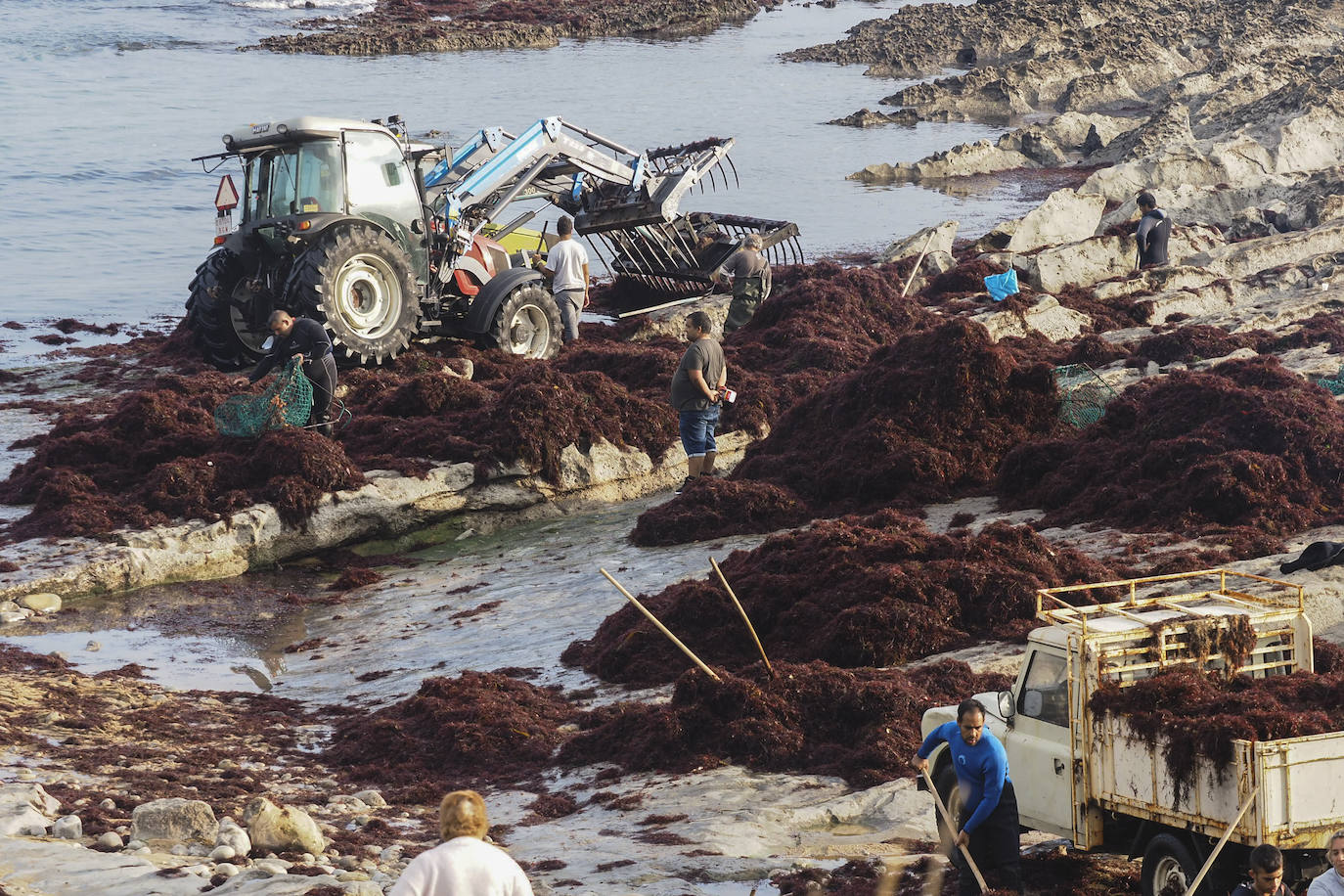 Los recolectores del 'oro rojo del mar' vuelven a enfrentarse, un año más, a unas condiciones de trabajo «que no vemos justamente recompensadas»