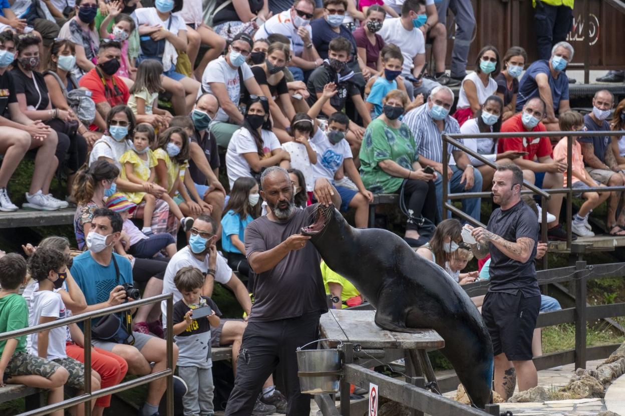 Un momento del espectáculo de los leones marinos en el Parque de Cabárceno.