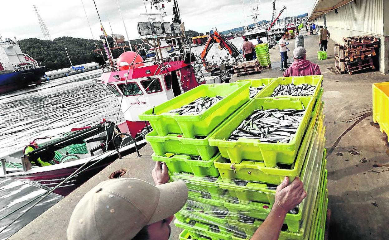 Varios pescadores descargan bocartes en un puerto de Asturias. 