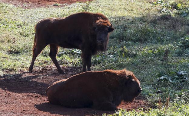 Los bisontes de Cabárceno.