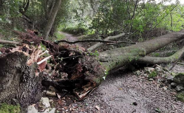 Árbol derribado por el viento en La Concha de Villaescusa.