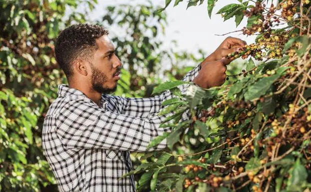 Un caficultor de Brasil comprueba la maduración de las cerezas de café en la planta del cafeto. 