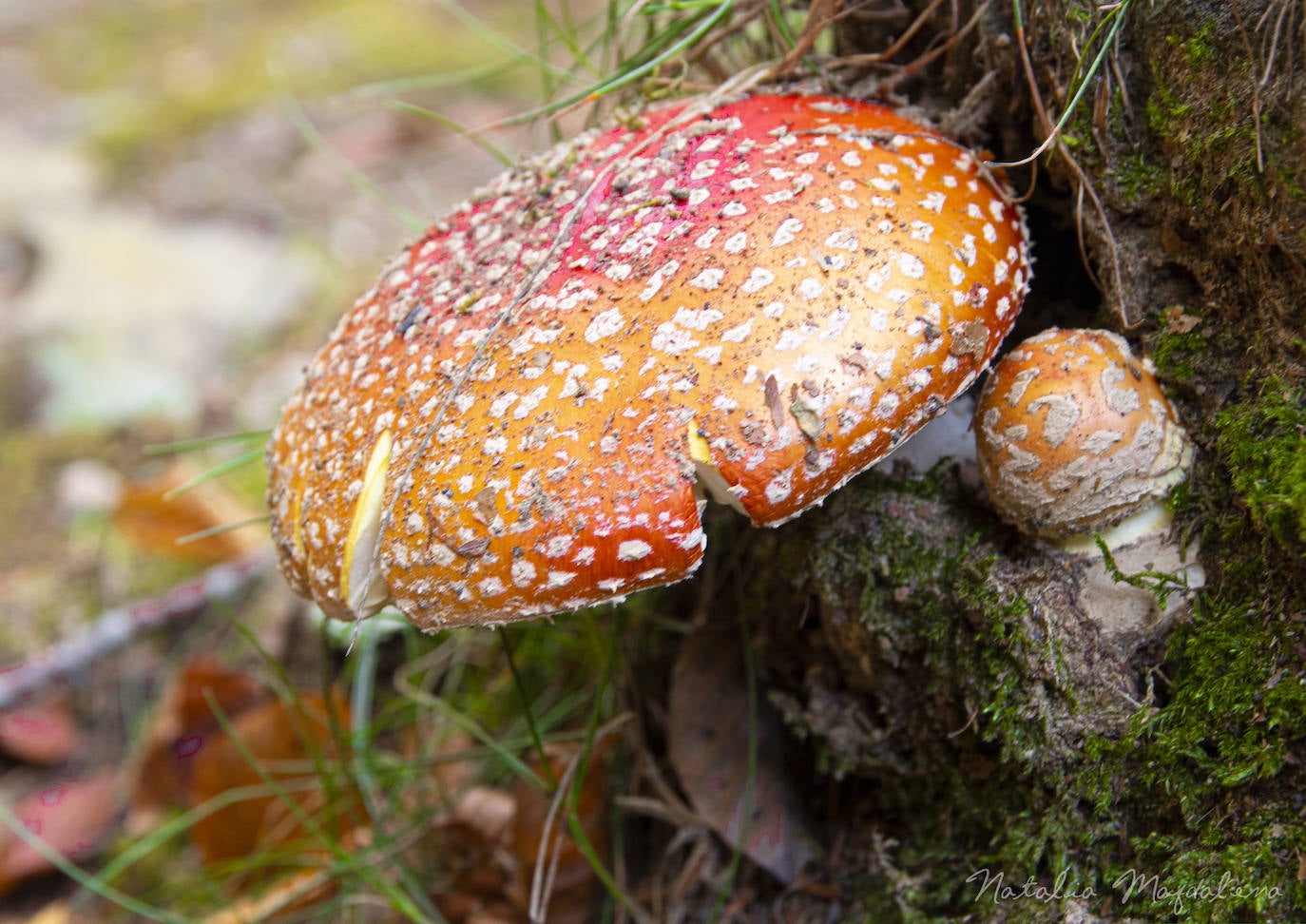 Robles, castaños, hayas, setas… Preparan un tapiz comestible en las sendas de los bosques, una ayuda extra que nadie desaprovecha antes de entrar en la estación de las nieves. En la imagen, una amanita.