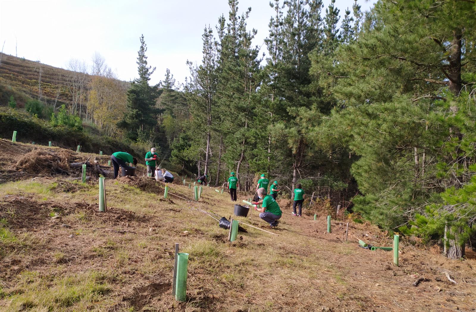 Durante una nueva jornada de voluntariado ambiental se plantaron 60 nuevos pies de distintos tamaños entre alcornocales, manzanos y perales silvestres. La actividad se enmarca dentro del programa 'Provoca' en el municipio de Cillorigo de Liébana