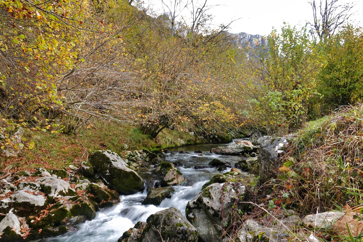 Los colores del otoño, e incluso el blanco de la nieve, ya han teñido algunos de los rincones de los Picos de Europa, uno de los lugares más imponentes enclavados entre Cantabria, Asturias y León. En este espacio encontraremos las cumbres más altas de la Cordillera Cantábrica como la más emblemática: el Picu Urriellu o Naranjo de Bulnes con sus 2.519 metros de altitud. Un total de 67.127 hectáreas que conforman una de las mejores reservas mundiales de los ecosistemas ligados al bosque atlántico.