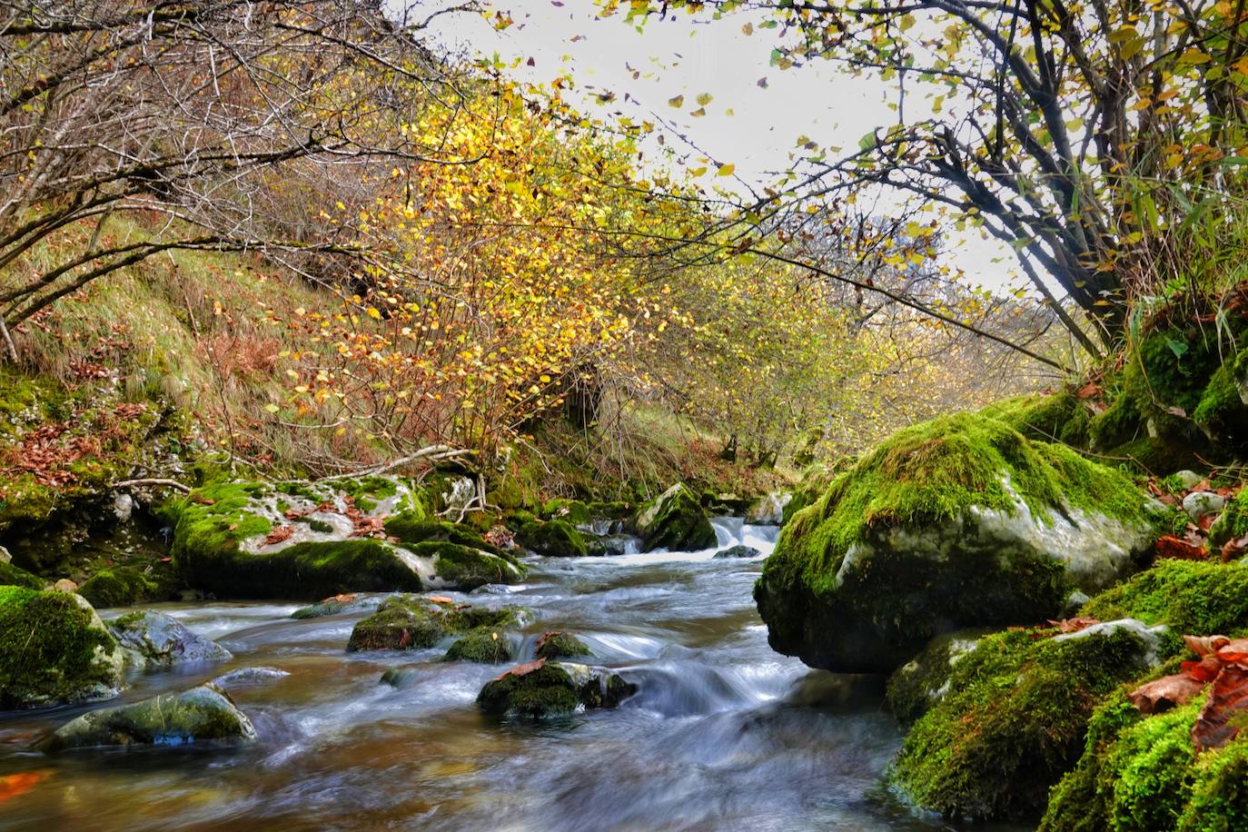 Los colores del otoño, e incluso el blanco de la nieve, ya han teñido algunos de los rincones de los Picos de Europa, uno de los lugares más imponentes enclavados entre Cantabria, Asturias y León. En este espacio encontraremos las cumbres más altas de la Cordillera Cantábrica como la más emblemática: el Picu Urriellu o Naranjo de Bulnes con sus 2.519 metros de altitud. Un total de 67.127 hectáreas que conforman una de las mejores reservas mundiales de los ecosistemas ligados al bosque atlántico.