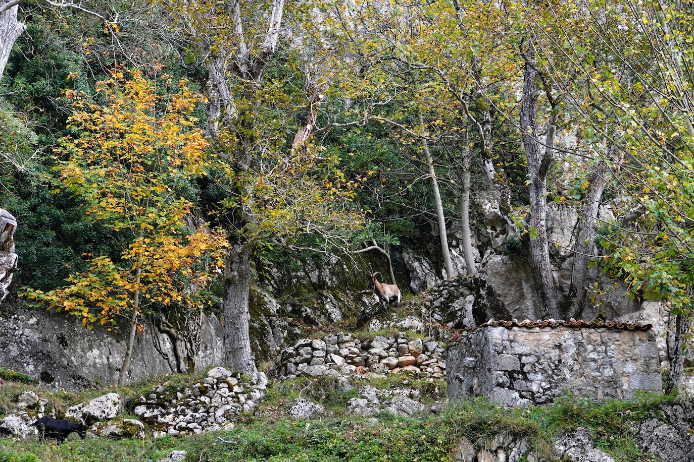 Los colores del otoño, e incluso el blanco de la nieve, ya han teñido algunos de los rincones de los Picos de Europa, uno de los lugares más imponentes enclavados entre Cantabria, Asturias y León. En este espacio encontraremos las cumbres más altas de la Cordillera Cantábrica como la más emblemática: el Picu Urriellu o Naranjo de Bulnes con sus 2.519 metros de altitud. Un total de 67.127 hectáreas que conforman una de las mejores reservas mundiales de los ecosistemas ligados al bosque atlántico.