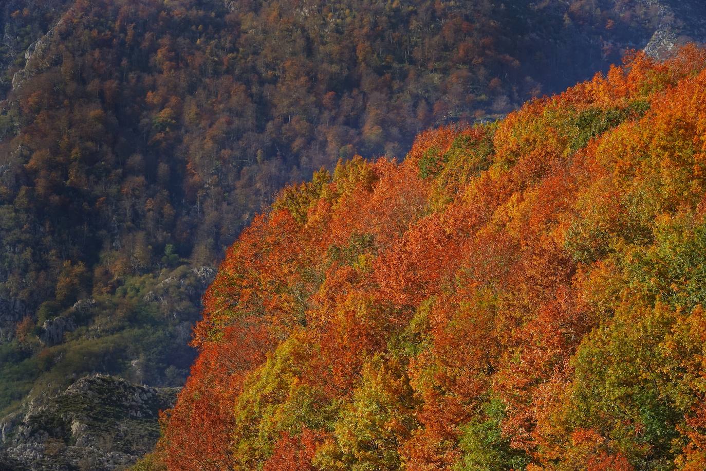 Los colores del otoño, e incluso el blanco de la nieve, ya han teñido algunos de los rincones de los Picos de Europa, uno de los lugares más imponentes enclavados entre Cantabria, Asturias y León. En este espacio encontraremos las cumbres más altas de la Cordillera Cantábrica como la más emblemática: el Picu Urriellu o Naranjo de Bulnes con sus 2.519 metros de altitud. Un total de 67.127 hectáreas que conforman una de las mejores reservas mundiales de los ecosistemas ligados al bosque atlántico.