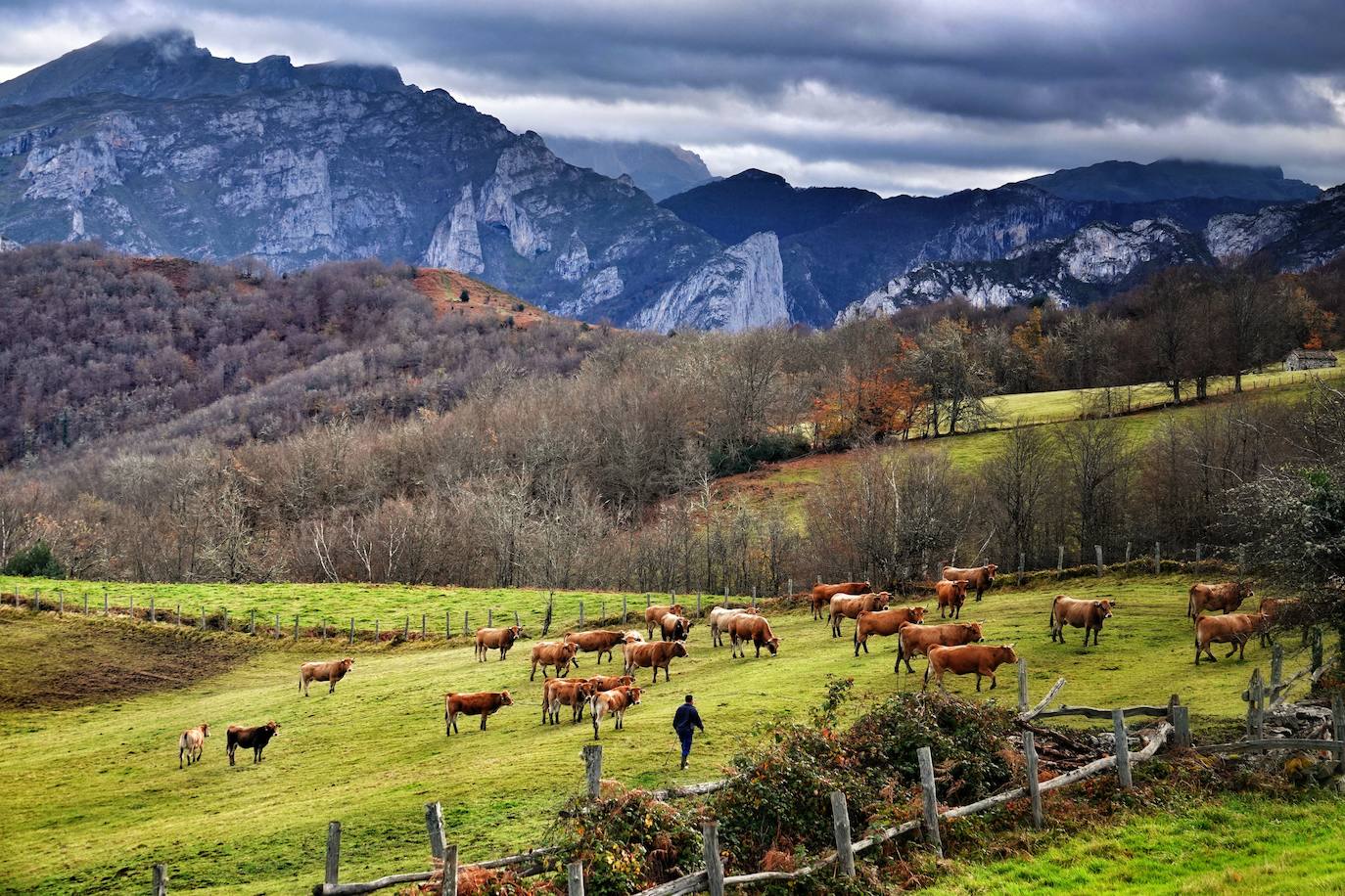 Los colores del otoño, e incluso el blanco de la nieve, ya han teñido algunos de los rincones de los Picos de Europa, uno de los lugares más imponentes enclavados entre Cantabria, Asturias y León. En este espacio encontraremos las cumbres más altas de la Cordillera Cantábrica como la más emblemática: el Picu Urriellu o Naranjo de Bulnes con sus 2.519 metros de altitud. Un total de 67.127 hectáreas que conforman una de las mejores reservas mundiales de los ecosistemas ligados al bosque atlántico.