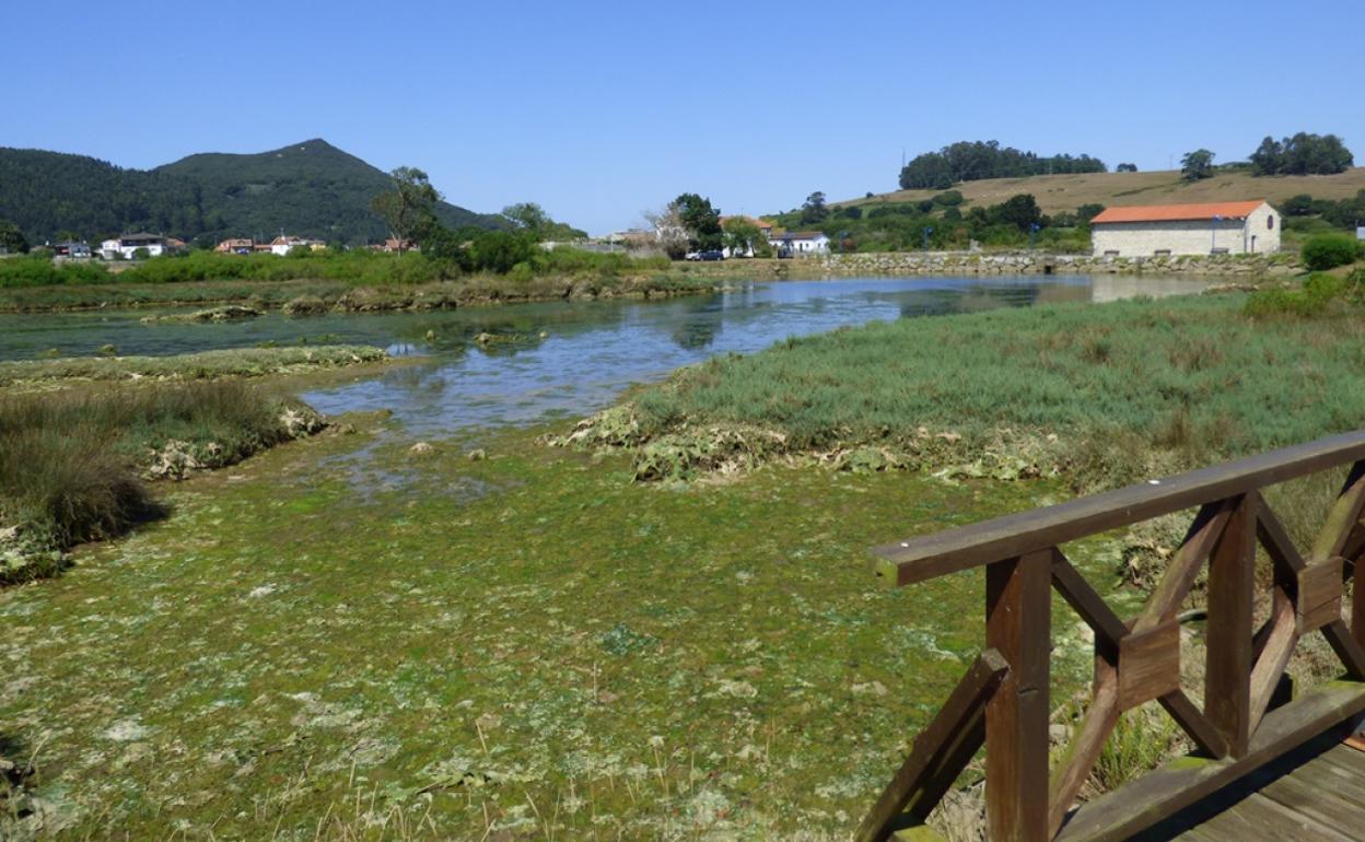 En la zona del Malecón, en El Rivero, se ha eliminado el plumero.