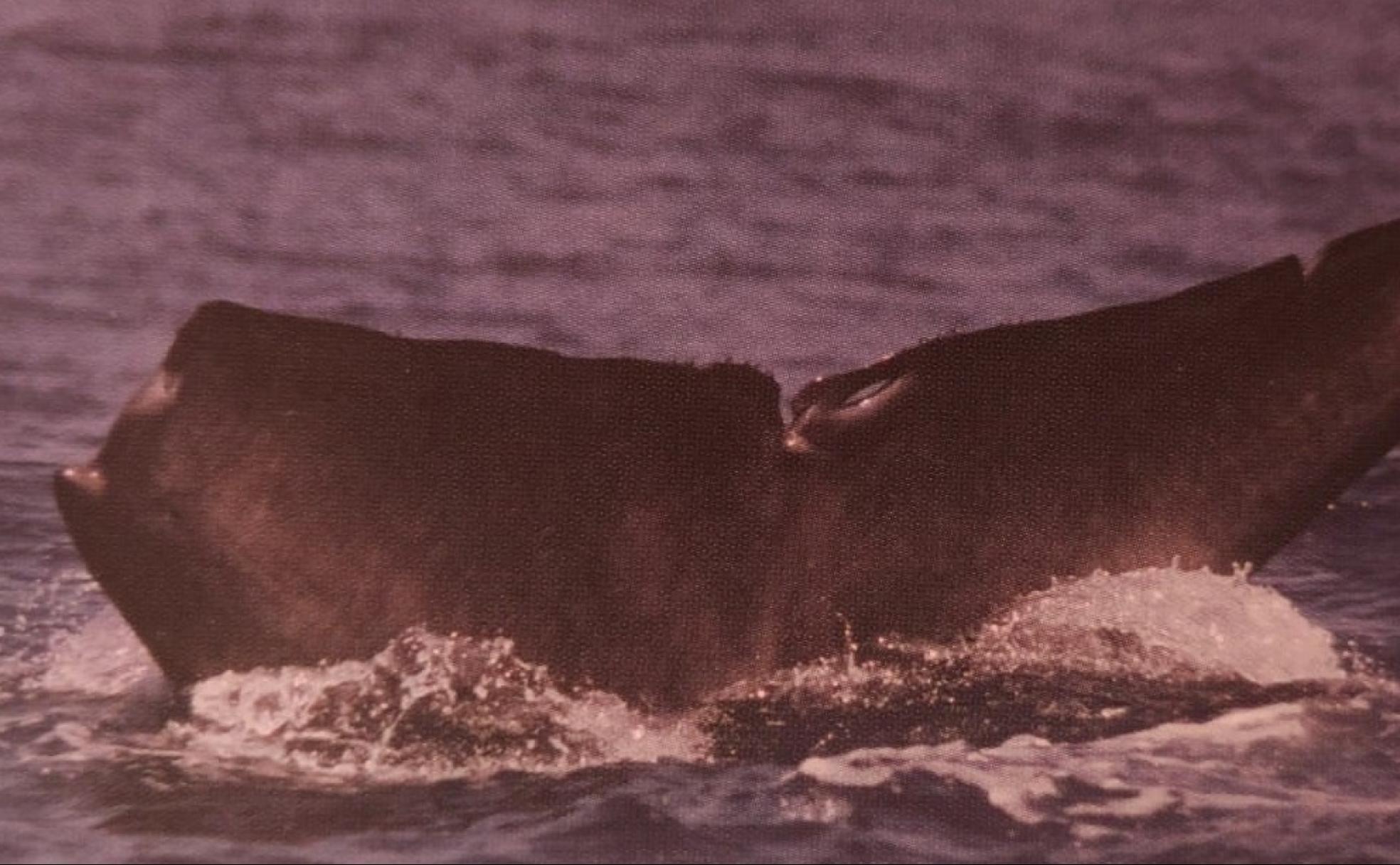 Cola de una ballena mordida por una orca.