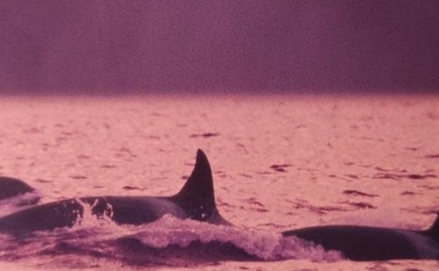 Las orcas asoman su cabeza entre las aguas del mar.