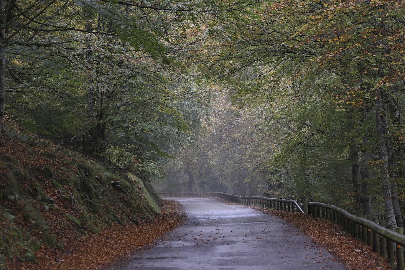 Con una extensión de cerca de 25.000 hectáreas, el Parque Natural del Saja-Besaya es el más extenso de Cantabria. El recorrido es un lujo para los sentidos, más aún en esta época del año que las de masas de hayas y robles están en pleno cambio de color. El recorrido es un lujo para los sentidos, más aún en otoño y ya ha venido algún temporal que proporcione agua a los ríos y arroyos. En gran parte del recorrido se escucha la música del río Argoza 