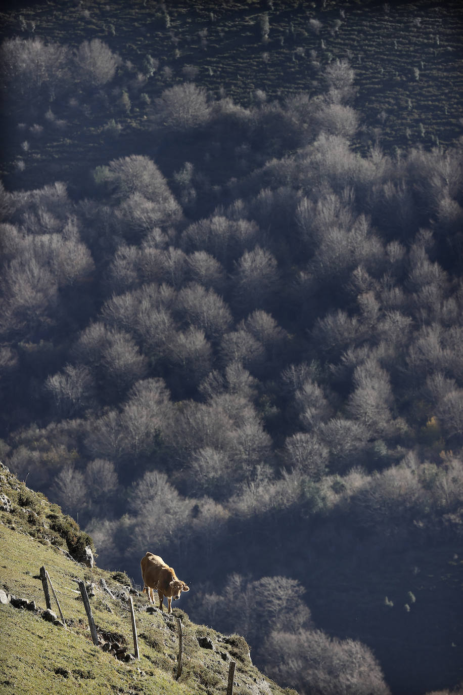 Con una extensión de cerca de 25.000 hectáreas, el Parque Natural del Saja-Besaya es el más extenso de Cantabria. El recorrido es un lujo para los sentidos, más aún en esta época del año que las de masas de hayas y robles están en pleno cambio de color. El recorrido es un lujo para los sentidos, más aún en otoño y ya ha venido algún temporal que proporcione agua a los ríos y arroyos. En gran parte del recorrido se escucha la música del río Argoza 