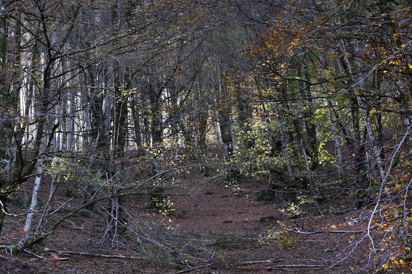 Con una extensión de cerca de 25.000 hectáreas, el Parque Natural del Saja-Besaya es el más extenso de Cantabria. El recorrido es un lujo para los sentidos, más aún en esta época del año que las de masas de hayas y robles están en pleno cambio de color. El recorrido es un lujo para los sentidos, más aún en otoño y ya ha venido algún temporal que proporcione agua a los ríos y arroyos. En gran parte del recorrido se escucha la música del río Argoza 