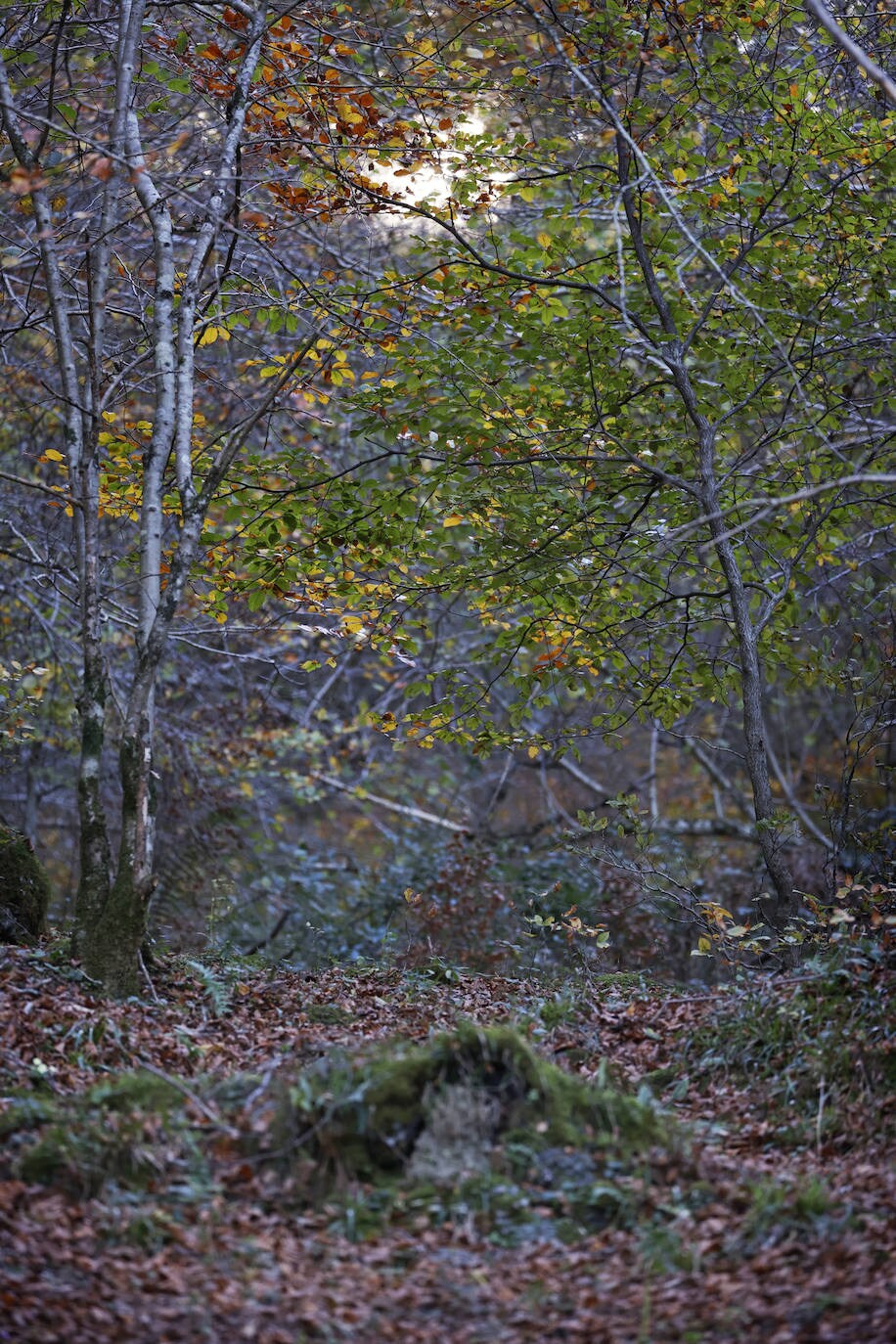 Con una extensión de cerca de 25.000 hectáreas, el Parque Natural del Saja-Besaya es el más extenso de Cantabria. El recorrido es un lujo para los sentidos, más aún en esta época del año que las de masas de hayas y robles están en pleno cambio de color. El recorrido es un lujo para los sentidos, más aún en otoño y ya ha venido algún temporal que proporcione agua a los ríos y arroyos. En gran parte del recorrido se escucha la música del río Argoza 