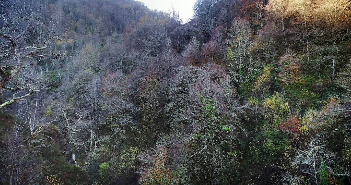 Con una extensión de cerca de 25.000 hectáreas, el Parque Natural del Saja-Besaya es el más extenso de Cantabria. El recorrido es un lujo para los sentidos, más aún en esta época del año que las de masas de hayas y robles están en pleno cambio de color. El recorrido es un lujo para los sentidos, más aún en otoño y ya ha venido algún temporal que proporcione agua a los ríos y arroyos. En gran parte del recorrido se escucha la música del río Argoza 