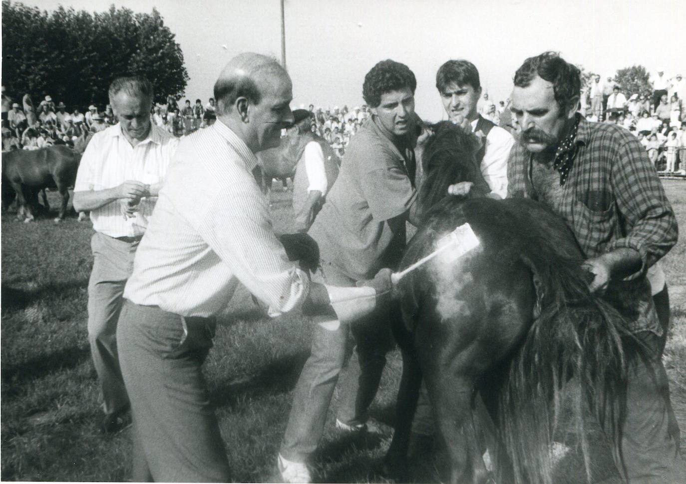 1991. Juan Hormaechea marcando un caballo durante el Día de Cantabria en Cabezón de la Sal.