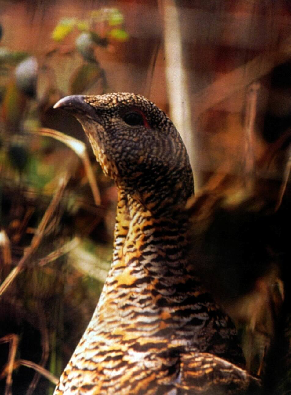 El urogallo se caracteriza porque tiene una dieta estacional. En primavera se alimenta de brotes de haya y otras especies herbáceas. En verano, de hierba, larvas y crisálidas de hormiga, bellotas, hayas, lagartijas e incluso serpientes. En otoño su alimentación principal son los arándanos. Y en invierno come brotes de de haya, amentos de abedul, acículas de pino y bayas (y a falta de estas, hojas) de acebo.