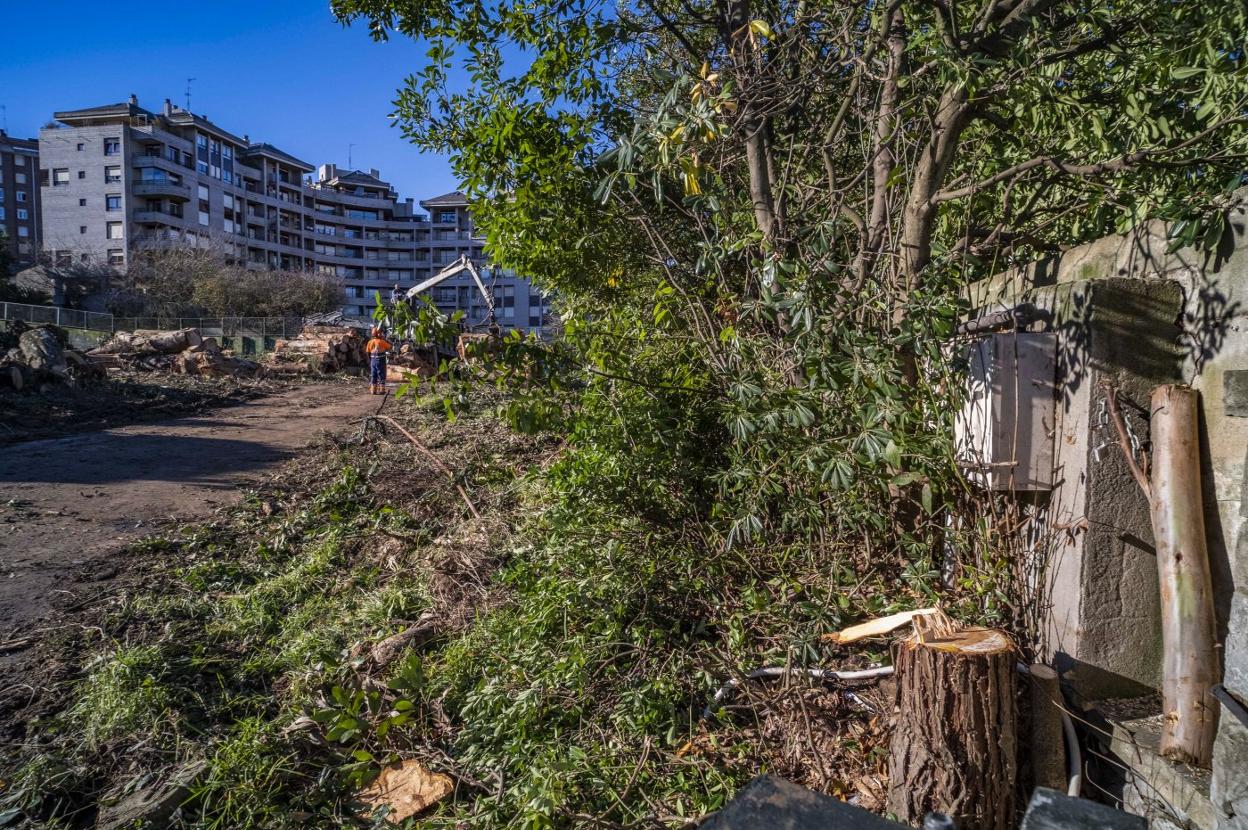 La promotora de Los Castros sustituirá el arbolado actual por especies  autóctonas | El Diario Montañés