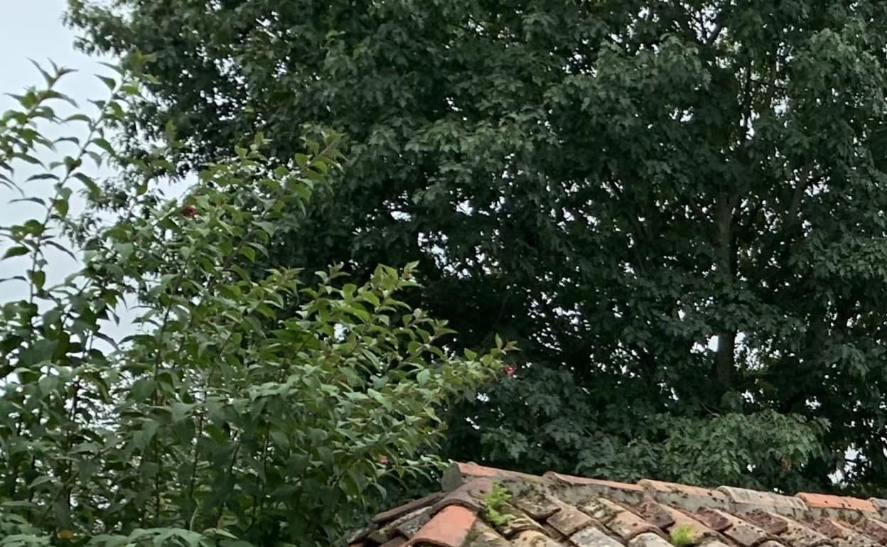 Los usuarios podrán transmitir la notificación con coordenadas desde el lugar de la incidencia 