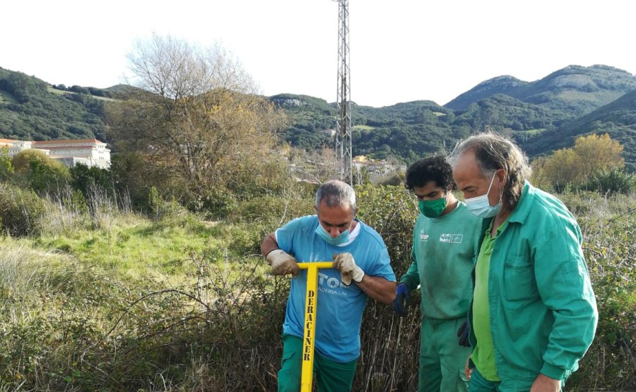 Trabajadores de Ampros eliminando el plumero en las marismas de Santoña. 