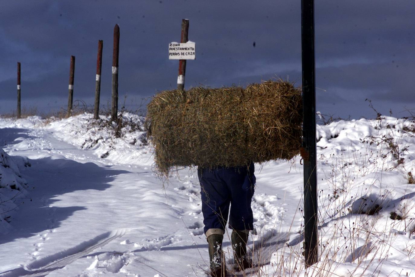 Enero de 2003. Un ganadero transporta la hierba a cuestas por el Puerto de El Escudo.