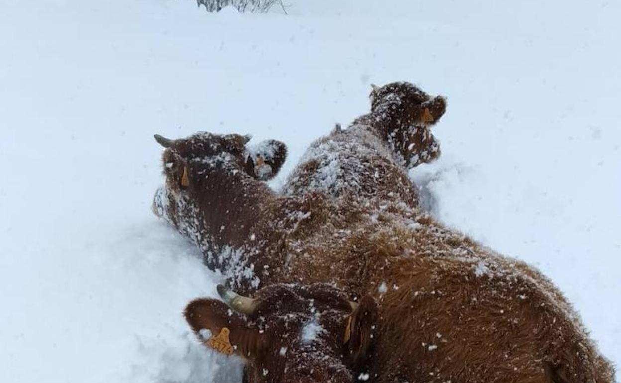 Los ganaderos de San Roque de Riomiera hacen la muda obligada por la nieve