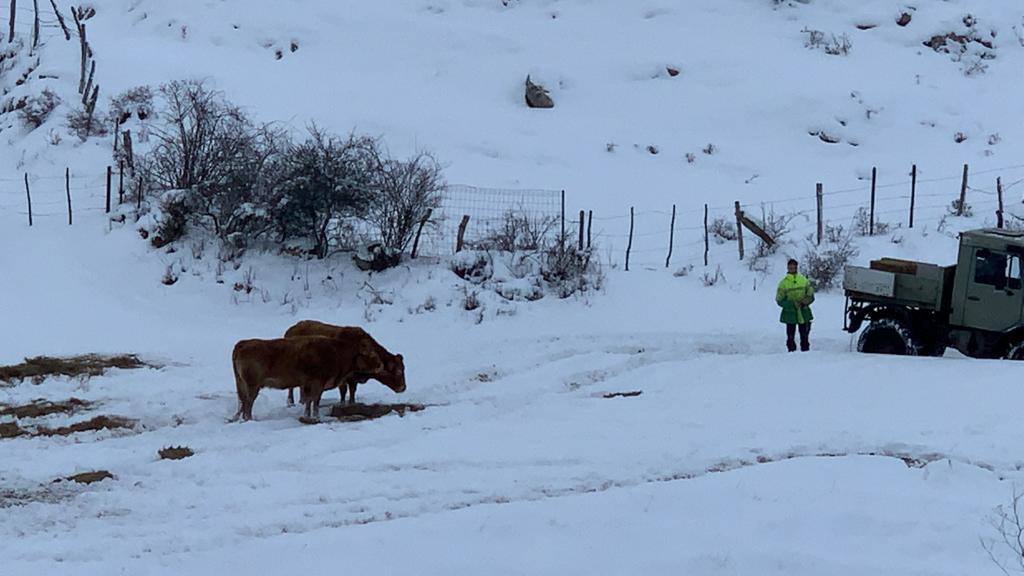 Imágenes de Cervatos y de Mataporquera, esta mañana.