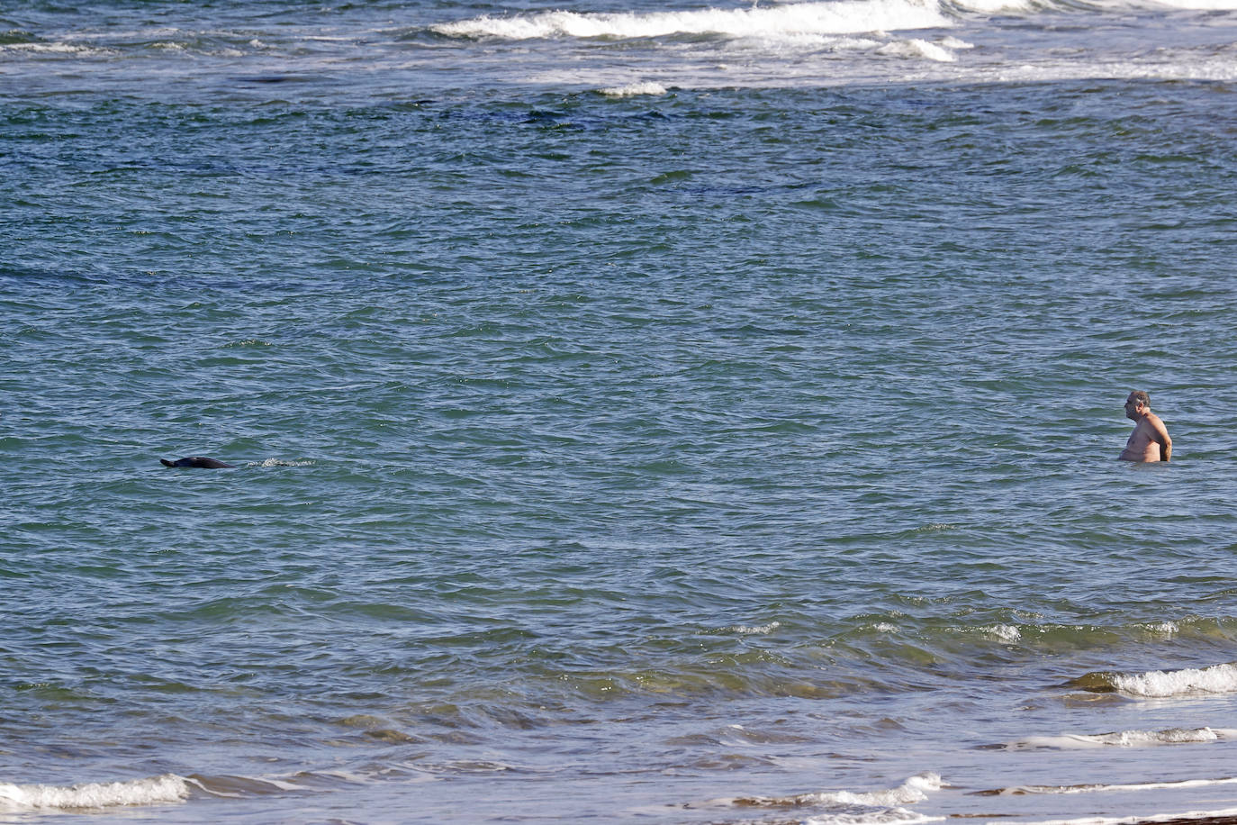 Un delfín merodea las aguas de Comillas, muy cerca de la costa