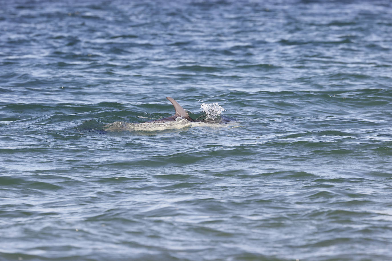 Un delfín merodea las aguas de Comillas, muy cerca de la costa